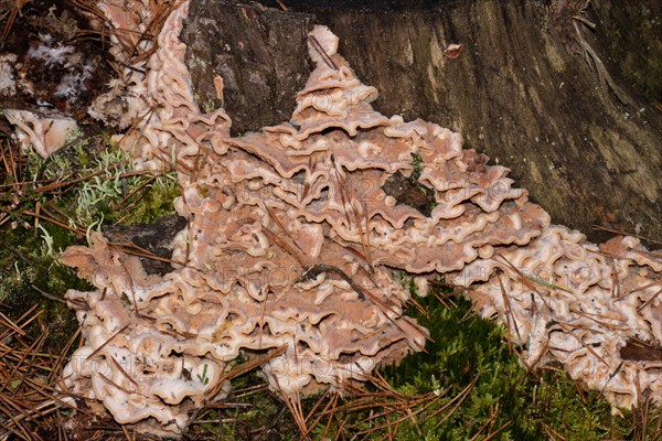 Jelly-fleshed pleated orange fruiting body on tree trunk