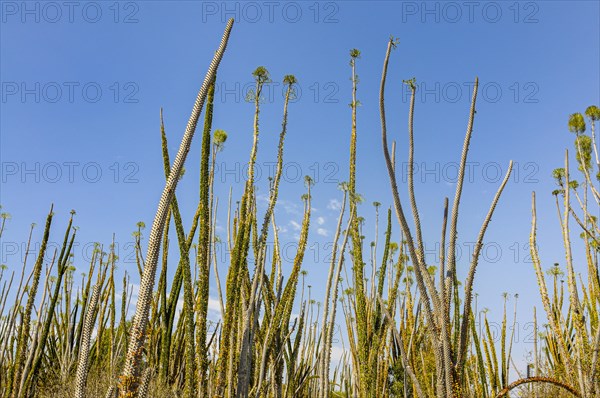 Madagascar spiny forests