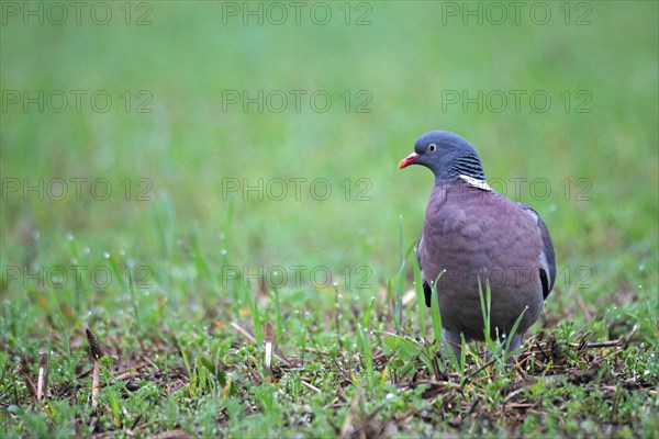 Common wood pigeon