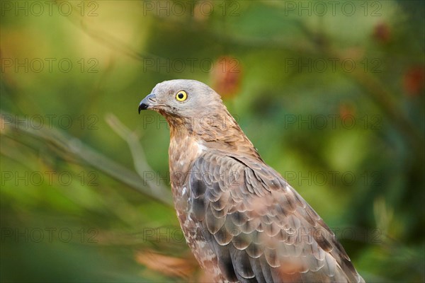 European honey buzzard