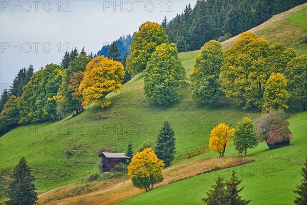 Norway maple