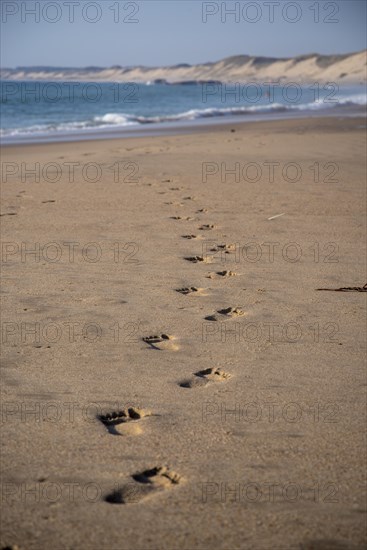 Footprints on the long sandy beach of the Cote dArgent