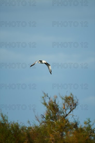 Yellow-legged gull