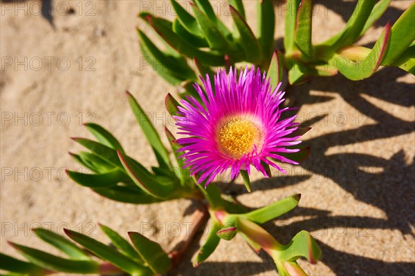 Hottentot-fig