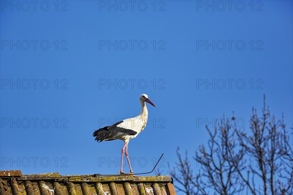 White stork