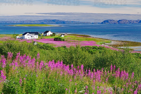 Narrow-leaved willowherbs cover the ground in bloom and in huge quantities