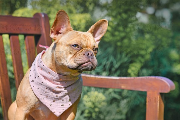Portrait of red fawn French Bulldog with pink neckerchief on bench