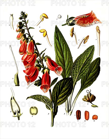 Medicinal plant