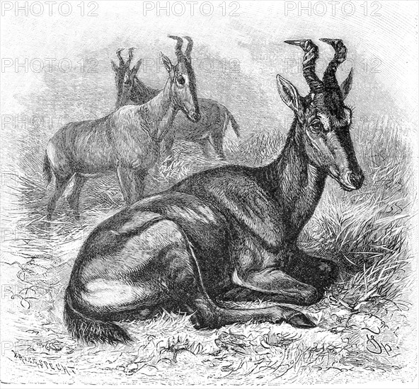 Hartebeest