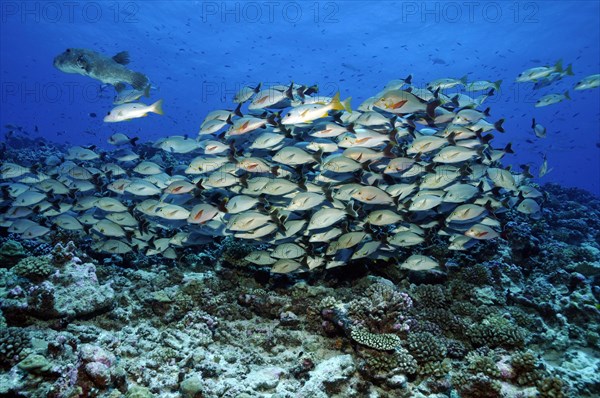 Humpback red snapper