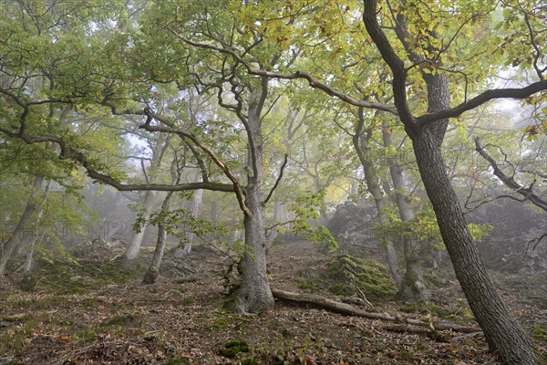 Gnarled oak trees