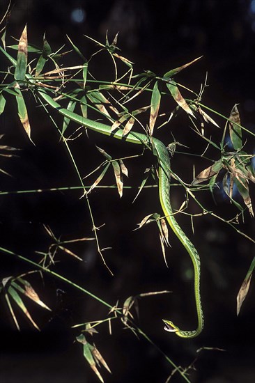 Green whip snake