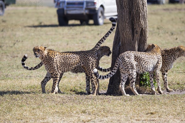 Cheetah