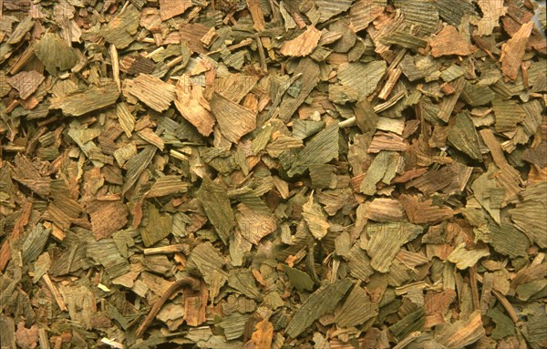 Dried leaves of the ginkgo