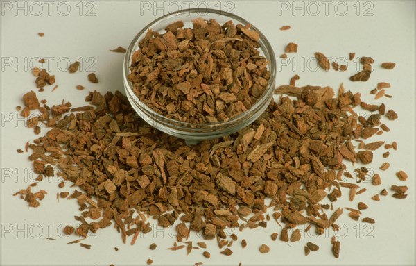 Medicinal plant quebracho bark