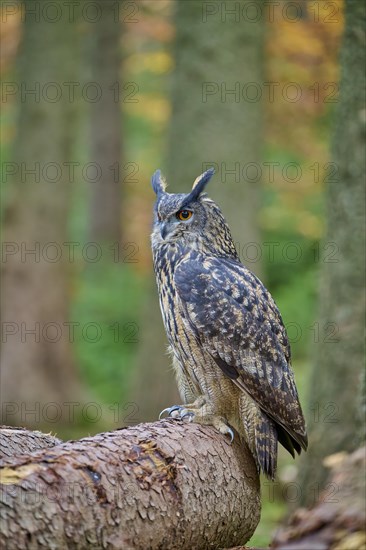 Eurasian eagle-owl