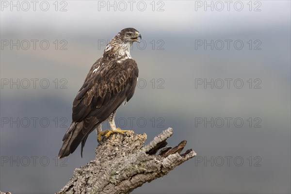 Bonellis eagle