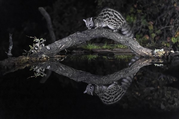 Common genet