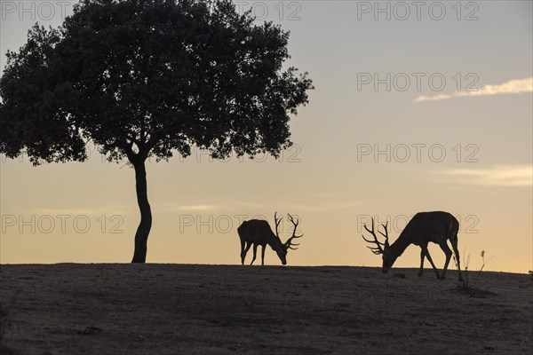 Red deer