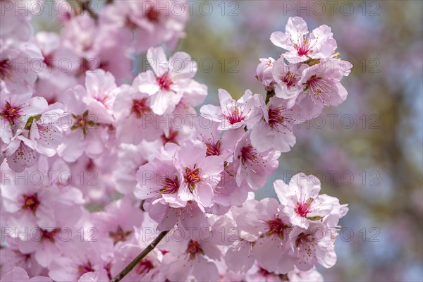 Flowering almond tree