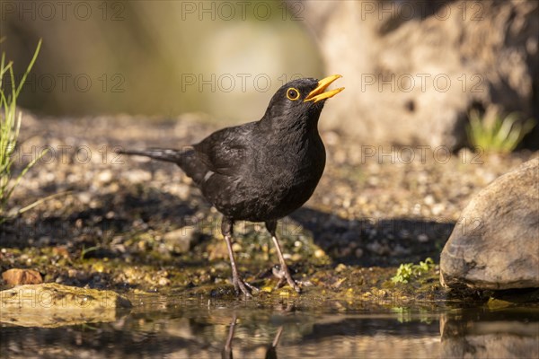 Blackbird