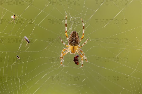 Cross spider