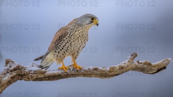 Common kestrel