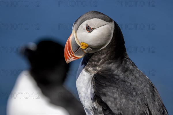 Puffin