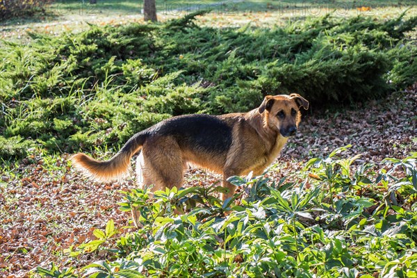 Stray dog is in a park in view