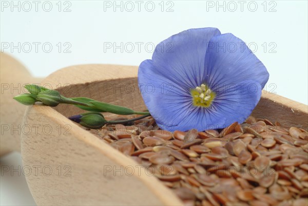 Medicinal plant Linseed