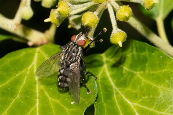 Grey flesh fly sitting on green leaf looking up from the back right