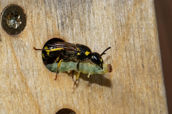 Masonry wasp with green caterpillar sitting at entrance hole of insect hotel seen from front right
