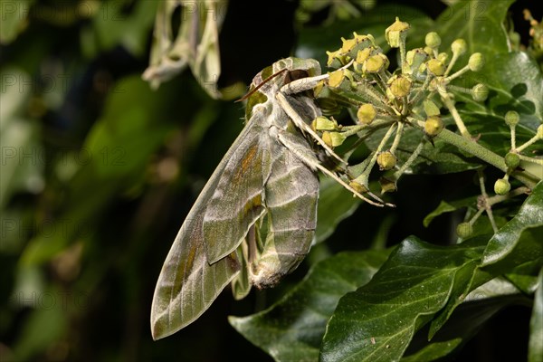 Oleander moth butterfly with closed wings hanging on green ivy fruits seen on right side