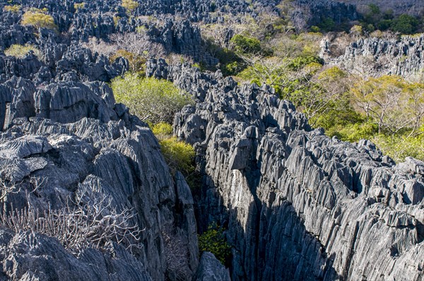 Tsingy plateau in the Ankarana Special Reserve