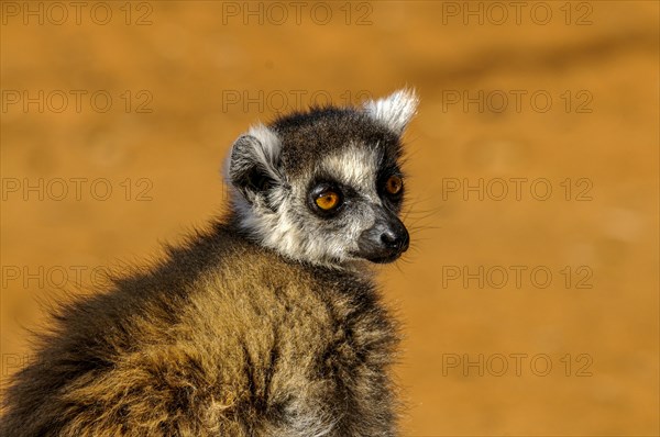 Ring-tailed Lemur