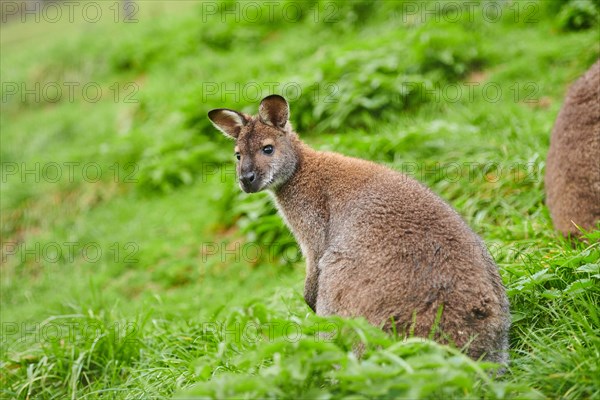 Bennett's wallaby