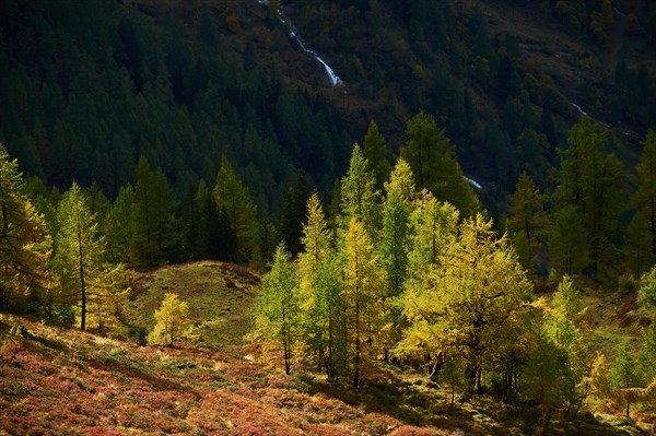 European larch