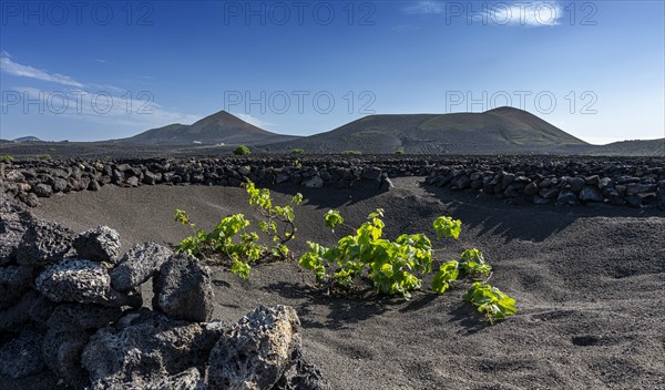 Winegrowing area in La Geria