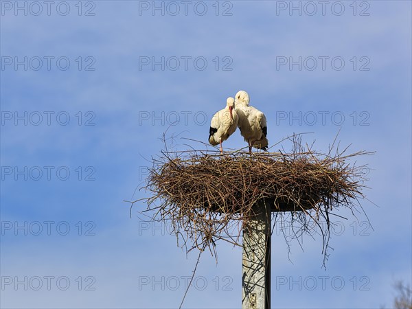 White storks