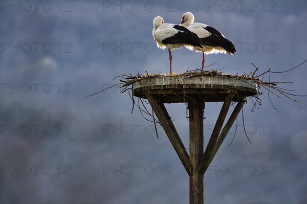 White storks