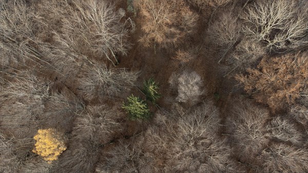 Undecorated mixed beech forest from above