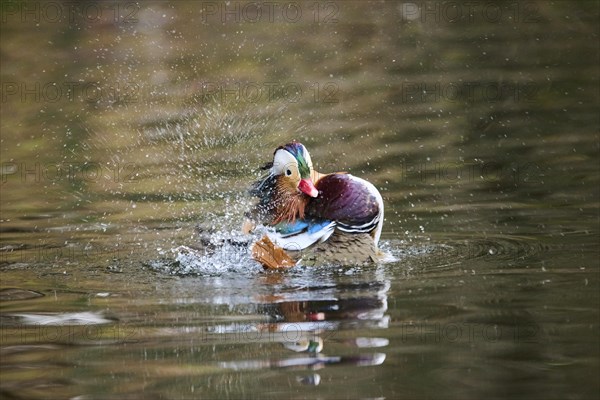 Mandarin duck
