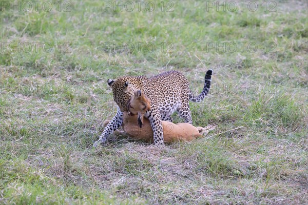 Leopard