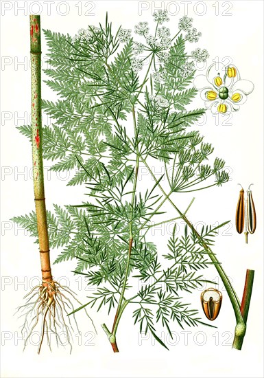 Medicinal plant