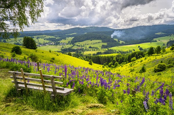 Landscape with flowering meadows