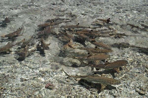 Blacktip reef sharks