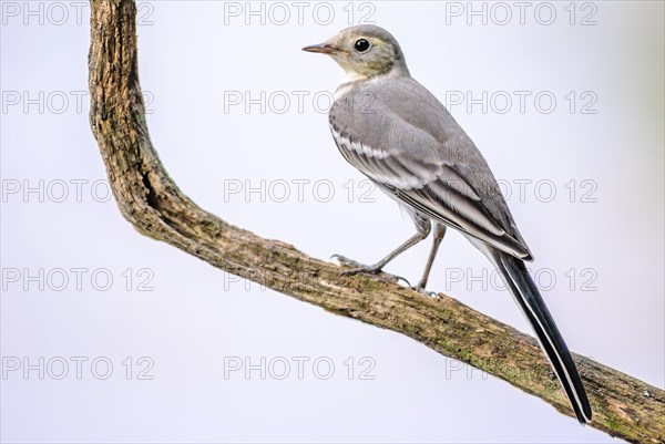 White Wagtail