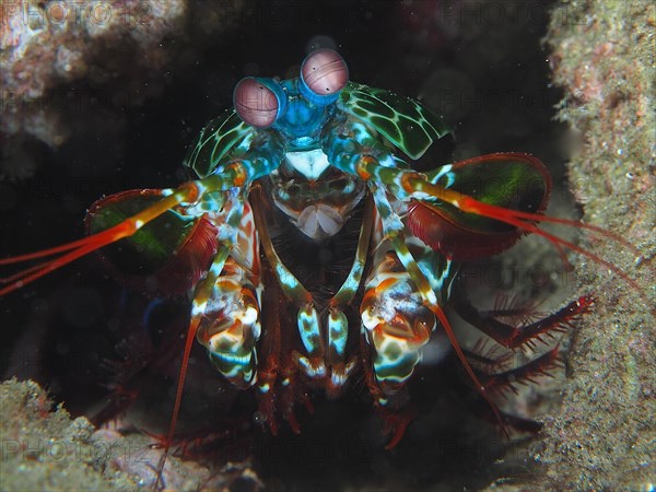 Portrait of peacock mantis shrimp