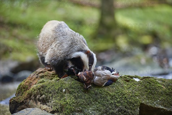 European badger