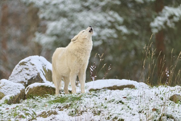 Arctic wolf